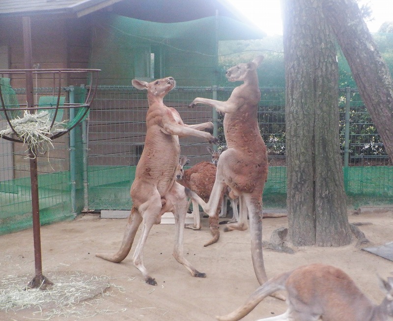 決定的瞬間！ カンガルー編 | 動物の森 ｜ ブログ | 海の中道海浜公園